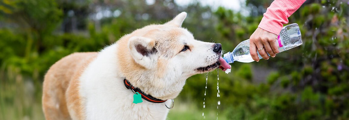 猫・犬に水道水：ミネラルウォーターとの比較
